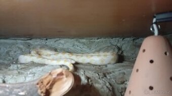 Užovka červená- Albino, Snow