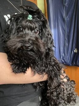 Ruská barevná bolonka s PP