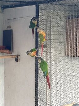 Pyrura zelenolící žlutoprsý