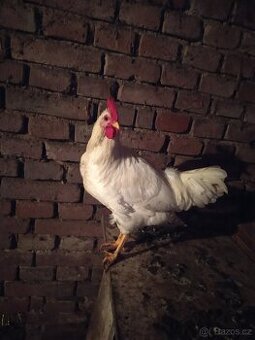 Kohouti do chovu