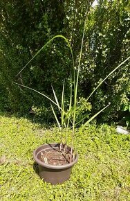 Prodám ozdobnice velká něco jako rákosí