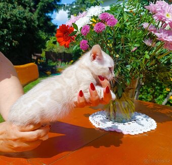 Předběžná Rezervace luxusní sněžná Bengálská koťáta s PP