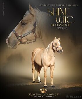připouštění - palomino hřebec AQH - SHINE CHIC HOLLYWOOD