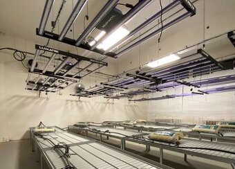 Pronajmu farmu pro pěstování technického konopí (CBD)