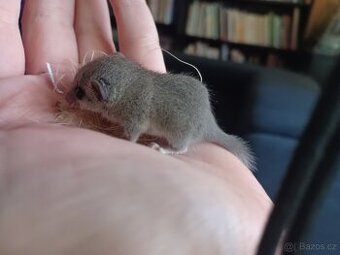 Plšík africký- prodej 0,0,3