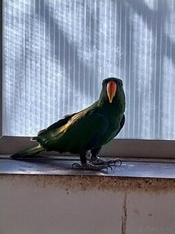 Prodám eklektus různobarevný