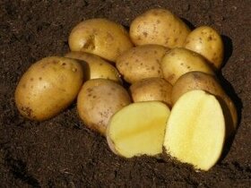 Konzumní brambory Antonia