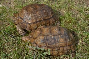 OBROVSKÝ PÁR ŽELV OSTRUHATÝCH - 1.1 Centrochelys sulcata