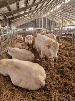 Plemenni byci Charolais