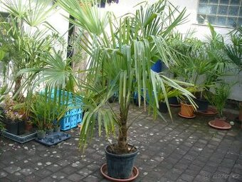 Trachycarpus Fortunei