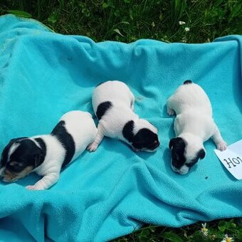 Zadam štěňatka jack russel teriera