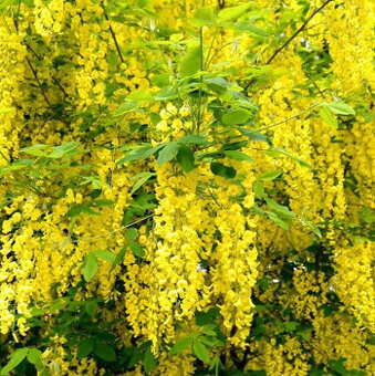 Štědřenec odvislý - Laburnum anagyroides 30 semínek - 1