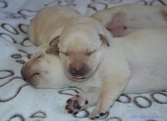 Žlutá štěňátka labrador retrievera s PP - chlapečci - 1