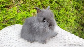 Zakrslý králík, králíček -(TEDDY)-OLAF,OLIVER,OLINA