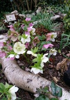 Čemerice helleborus