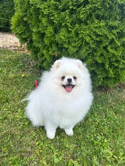 Pomeranian s PP, chovatelská stanica Nucháčik poms