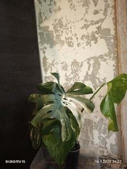 Monstera alba