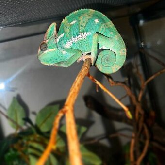 Mládě Chamelona Jamenského plus terárium a výbava
