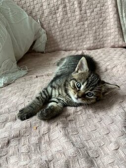 Prodám zvídavého kocourka