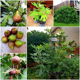 Fíkovník, Ficus Carica, Smokvoň, Brown Turkey, keře, stromky - 1