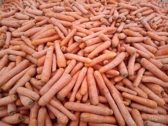 Přebytek krmné mrkve 6kč/kg