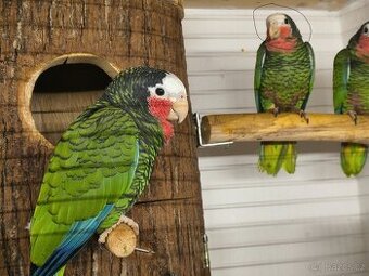 Amazoňan Kubánsky  0.1