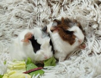 Morče, Morčata, Morčátko, Morčátka - GIGI A GINA