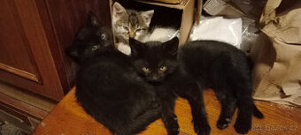 DARUJEME koťátko, kotě, kocourka, kočičku, koťátka