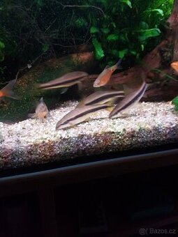 Parmička Černopruhá Siamska