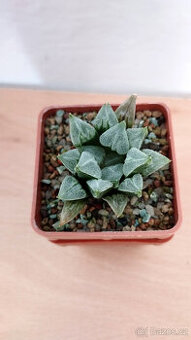 Haworthia 'Love Heart' ( sukulent ) - 1