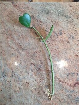 Hoya kerrii voskovka srdíčko