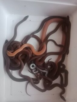 Nabízím Lamprophis fuliginosus (užovka domácí)