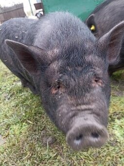 Vietnamský kanec kastrovaný