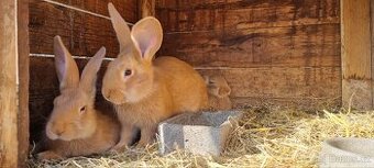 Burgundský králík