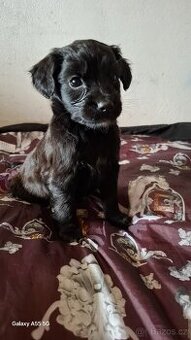 Jorkšírský teriér X čivava