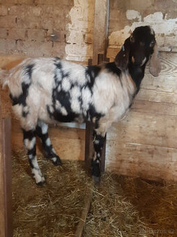 anglonubijský kozlík 100% bez POP