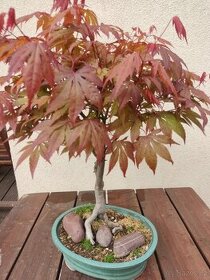 Bonsai japonský javor Acer palmatum atropuruleum