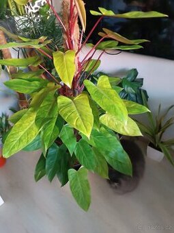 Philodendron painted lady