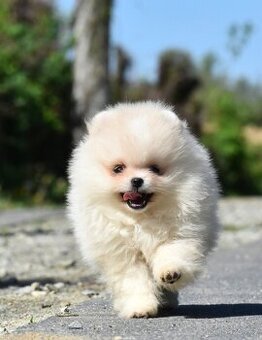 Pomeranian (Rezervace )
