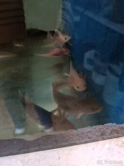 Axolotl mexický