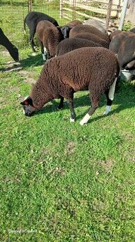 Jehnata Zwartbles