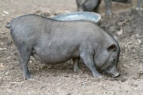Landras, vietnam, mangalice i křížence od 600 kč