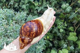 Africký šnek Archachatina marginata ovum albino body Snails