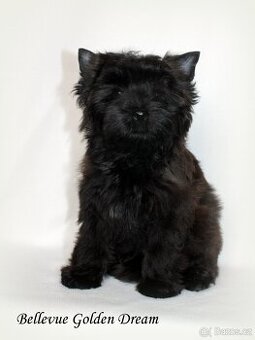 fenečky jorkšírka - yorkshire terrier