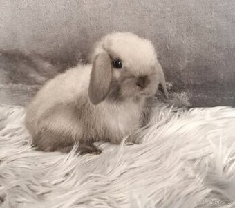 Poslední volné miminko, Minilop