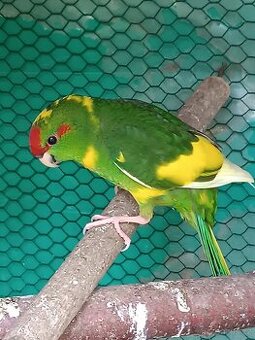 Kakarik - 1