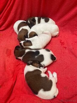 Foxteriér hladkosrstý s PP