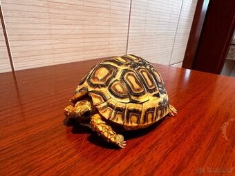 Suchozemská želva- pardálí