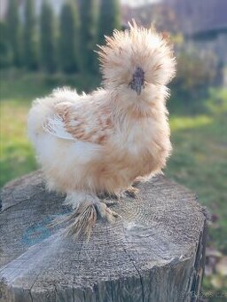 Buff kohout hedvábnička USA