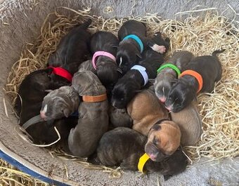 Americký stafordsirsky terier, Stafford, amstaf